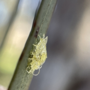 Glycaspis sp. (genus) at Oaks Estate, ACT - 18 Apr 2023