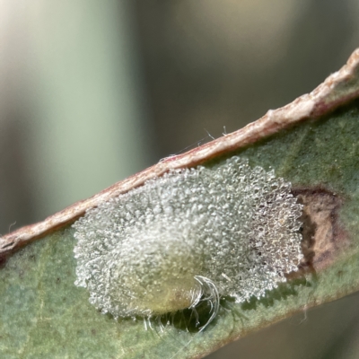 Psyllidae sp. (family) (Unidentified psyllid or lerp insect) at Oaks Estate, ACT - 18 Apr 2023 by Hejor1