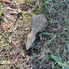 Tiliqua scincoides scincoides (Eastern Blue-tongue) at Oaks Estate, ACT - 18 Apr 2023 by Hejor1