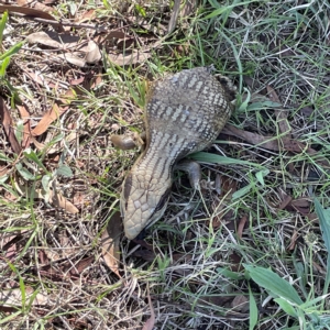 Tiliqua scincoides scincoides at Oaks Estate, ACT - 18 Apr 2023