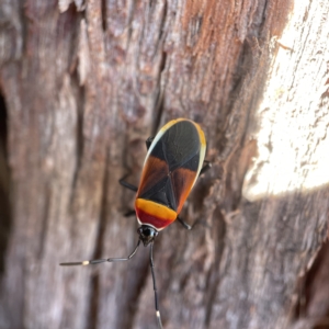 Dindymus versicolor at Oaks Estate, ACT - 18 Apr 2023