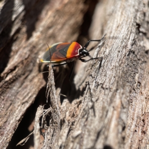 Dindymus versicolor at Oaks Estate, ACT - 18 Apr 2023