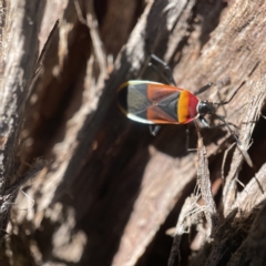 Dindymus versicolor at Oaks Estate, ACT - 18 Apr 2023