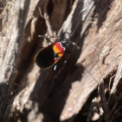 Dindymus versicolor at Oaks Estate, ACT - 18 Apr 2023