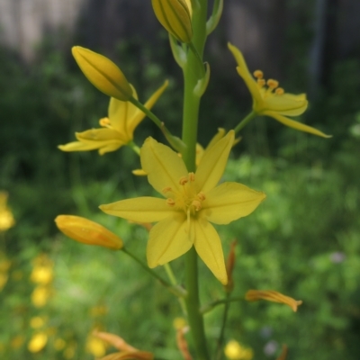 Bulbine glauca (Rock Lily) at Pollinator-friendly garden Conder - 4 Nov 2022 by michaelb