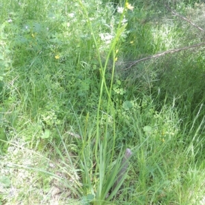 Bulbine glauca at Conder, ACT - 5 Nov 2022