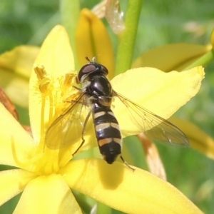 Simosyrphus grandicornis at Conder, ACT - 5 Nov 2022