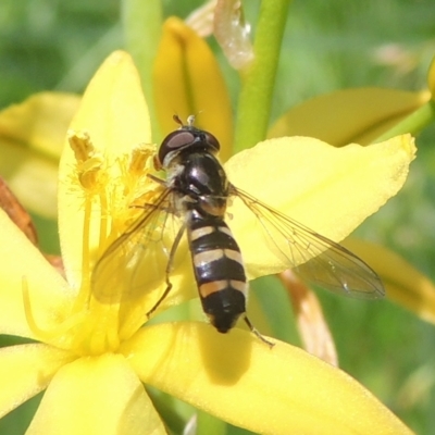 Simosyrphus grandicornis (Common hover fly) at Pollinator-friendly garden Conder - 4 Nov 2022 by michaelb