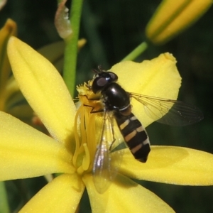 Simosyrphus grandicornis at Conder, ACT - 5 Nov 2022 10:54 AM