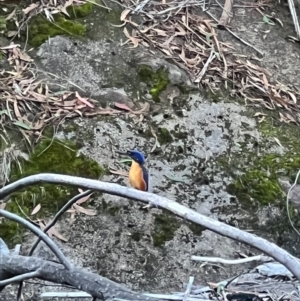 Ceyx azureus at Cotter River, ACT - 9 Apr 2023