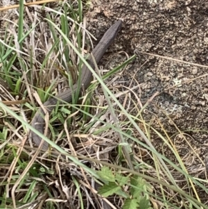 Lialis burtonis at Molonglo Valley, ACT - 6 Apr 2023