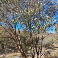 Eucalyptus dives (Broad-leaved Peppermint) at Fadden, ACT - 19 Apr 2023 by LPadg