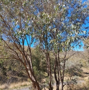 Eucalyptus dives at Fadden, ACT - 19 Apr 2023