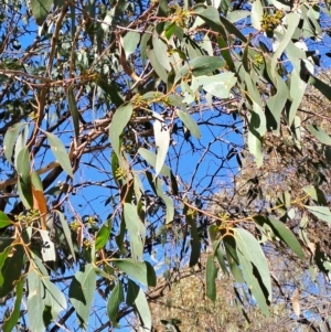 Eucalyptus dives at Wanniassa Hill - 19 Apr 2023 11:44 AM