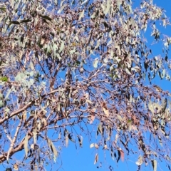 Eucalyptus nortonii at Wanniassa Hill - 19 Apr 2023 11:54 AM