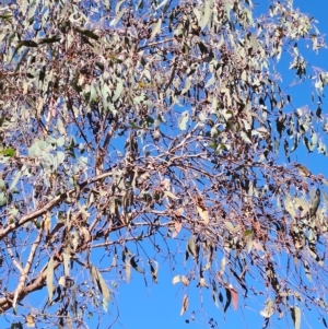 Eucalyptus nortonii at Wanniassa Hill - 19 Apr 2023 11:54 AM