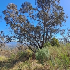 Eucalyptus nortonii (Large-flowered Bundy) at Fadden, ACT - 19 Apr 2023 by LPadg