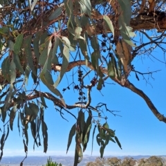 Eucalyptus nortonii at Fadden, ACT - 19 Apr 2023