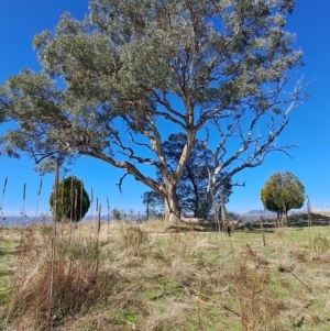 Eucalyptus polyanthemos at Wanniassa Hill - 19 Apr 2023