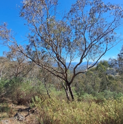 Eucalyptus nortonii (Large-flowered Bundy) at Fadden, ACT - 19 Apr 2023 by LPadg