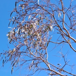 Eucalyptus nortonii at Fadden, ACT - 19 Apr 2023