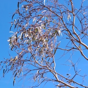 Eucalyptus nortonii at Fadden, ACT - 19 Apr 2023 12:27 PM