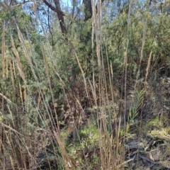 Austrostipa densiflora (Foxtail Speargrass) at Fadden, ACT - 19 Apr 2023 by LPadg