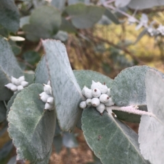 Eucalyptus crenulata (Buxton Gum) at Molonglo River Reserve - 31 Mar 2023 by nic.jario