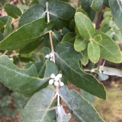 Eucalyptus crenulata at Molonglo River Reserve - 31 Mar 2023 01:56 PM