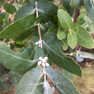 Eucalyptus crenulata at Molonglo River Reserve - 31 Mar 2023 01:56 PM