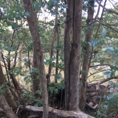 Eucalyptus crenulata at Molonglo River Reserve - 31 Mar 2023 01:56 PM