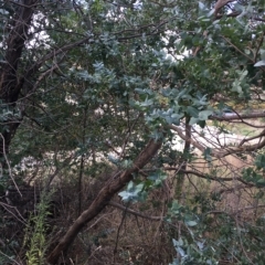 Eucalyptus crenulata at Molonglo River Reserve - 31 Mar 2023 01:56 PM