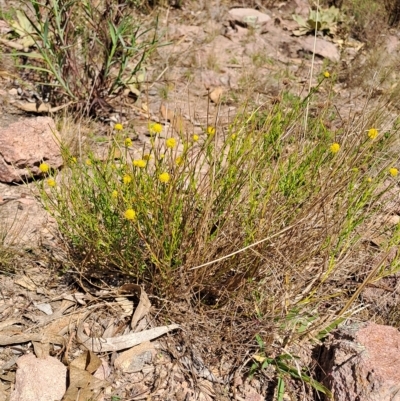 Calotis lappulacea (Yellow Burr Daisy) at Fadden, ACT - 19 Apr 2023 by LPadg