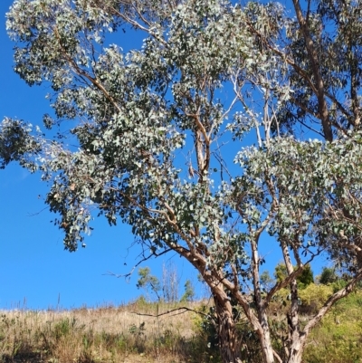 Eucalyptus polyanthemos (Red Box) at Wanniassa Hill - 19 Apr 2023 by LPadg