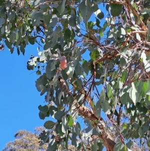 Eucalyptus polyanthemos at Wanniassa Hill - 19 Apr 2023