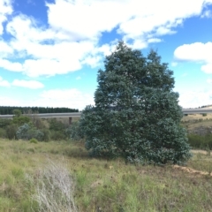 Eucalyptus crenulata (Buxton Gum) at Molonglo River Reserve - 31 Mar 2023 by nic.jario