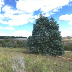 Eucalyptus crenulata at Molonglo River Reserve - 31 Mar 2023