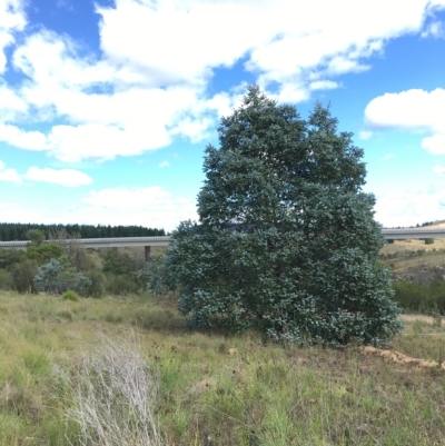 Eucalyptus crenulata (Victorian silver gum, Buxton gum) at Molonglo Valley, ACT - 31 Mar 2023 by nic.jario