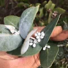 Eucalyptus crenulata at Molonglo River Reserve - 31 Mar 2023 01:40 PM