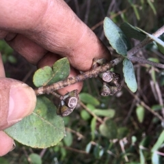 Eucalyptus crenulata at Molonglo River Reserve - 31 Mar 2023