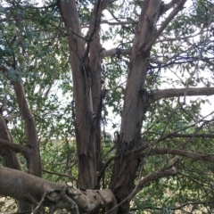 Eucalyptus crenulata at Molonglo River Reserve - 31 Mar 2023 01:40 PM