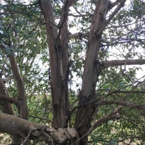 Eucalyptus crenulata at Molonglo River Reserve - 31 Mar 2023