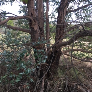 Eucalyptus crenulata at Molonglo River Reserve - 31 Mar 2023 01:40 PM