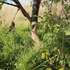 Prunus sp. at Molonglo Valley, ACT - 18 Apr 2023 07:56 AM