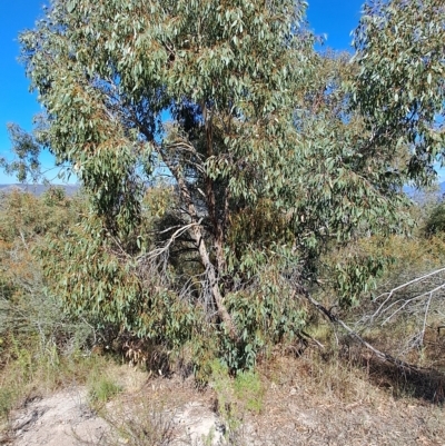 Eucalyptus dives (Broad-leaved Peppermint) at Fadden, ACT - 19 Apr 2023 by LPadg
