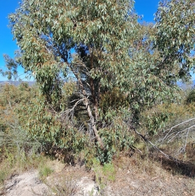 Eucalyptus dives (Broad-leaved Peppermint) at Wanniassa Hill - 19 Apr 2023 by LPadg