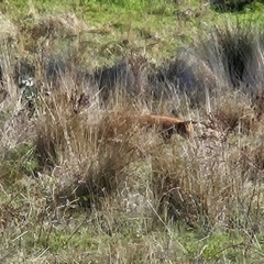 Vulpes vulpes (Red Fox) at Molonglo Valley, ACT - 18 Apr 2023 by sangio7