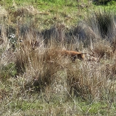 Vulpes vulpes (Red Fox) at Molonglo Valley, ACT - 18 Apr 2023 by sangio7