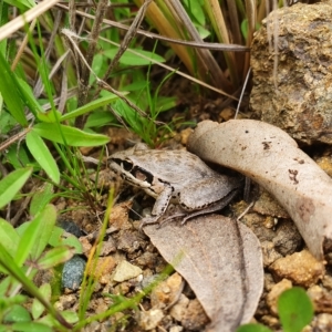 Litoria latopalmata at Molonglo Valley, ACT - 18 Sep 2020 01:32 PM