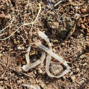 Aprasia parapulchella at Stromlo, ACT - 13 Nov 2020